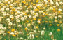 Loewenzahnwiese-90-px.jpg