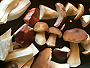 Pilze_90px.jpg