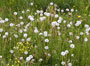 Pollen-Graeser-90-px.jpg