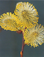 Pollen01_90px.jpg