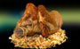 Schweinshaxe-90px.jpg