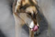 Wolf_80.jpg Wolf_80.jpg