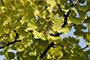 ginkoxs.png