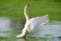 stock-photo-23003420-swan-jersey.jpg