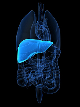 Relevante hepatische Evidenz des metabolischen Syndroms